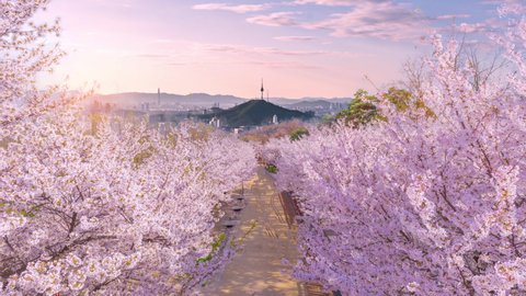 Cherry blossom in spring at Seoul city, skyline in Seoul,South Korea.Timelapse 4k
