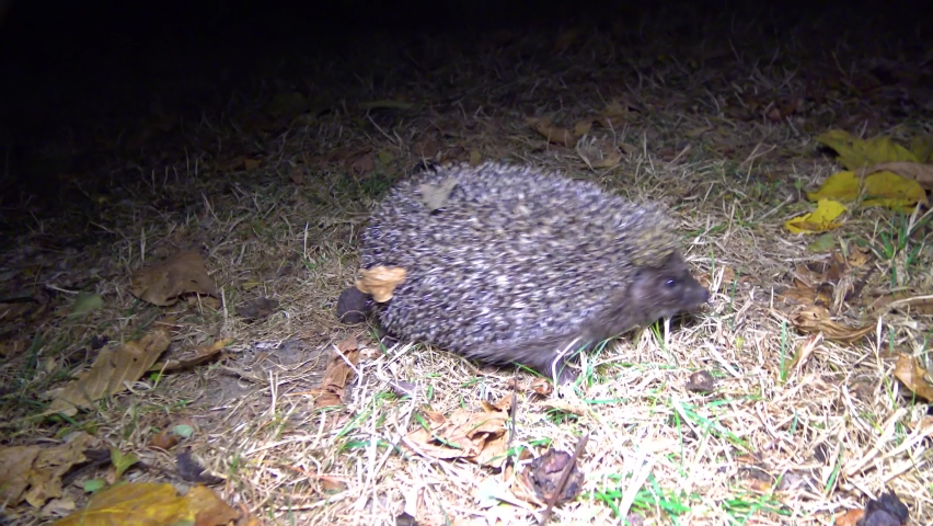 Hedgehog (Erinaceus europaeus)  running on the ground, fauna Ukraine