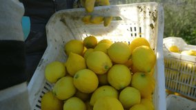 lemon harvest in a citrus orchard, Italy. authentic real video of fruit harvest, local fruit produce in Mediterranian. agriculture industry, farming, gardening, lemon production and transportation.