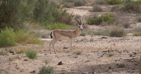 Arabian Sand Gazelle in natural habitat conservation area, Saudi Arabia  