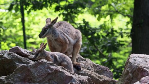 Yellow footed rock wallaby with a cub sitting on a rock