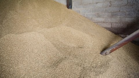 Video of barley (hordeum vulgare) going into a grain auger in a grain store