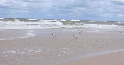 Blue Sea Water Birds Fly Swim Stock Footage Video (100% Royalty-free