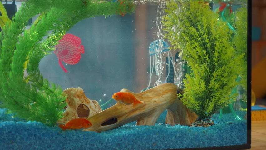 Close up aquarium beautiful with floating goldfish on the table in the living room | Shutterstock HD Video #1070707333