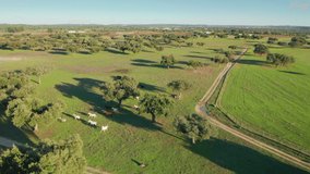 A herd of young horses in a pasture along wonderful countryside. Aerial view of a huge plantation with small and scrubby trees. High quality footage. Slow motion.