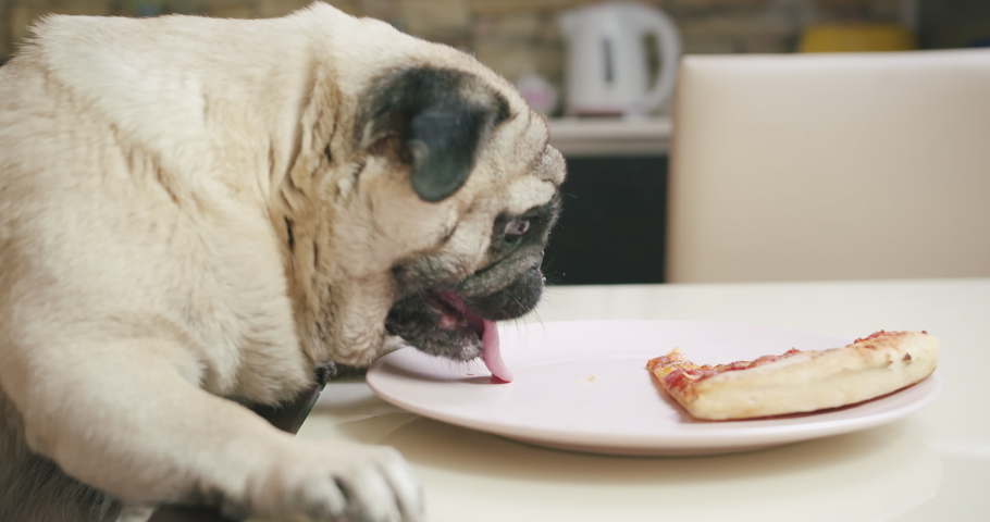 Funny pug dog hunting for a slice of pizza. Want to get tasty treat. Pull food from table by paw. Hungry pug dog licking, stealing food from table. Funny pizza thief. Owner is away. Slow motion Royalty-Free Stock Footage #1070713930