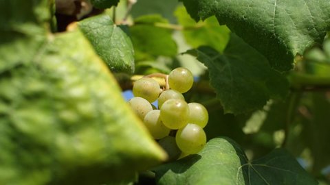 Small bunch of grapes in a vineyard in slow motion