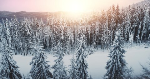 snowy evergreen forest