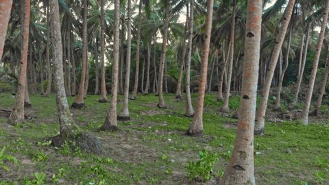 Palm tree grove, General Luna, Siargao Island, Philippines