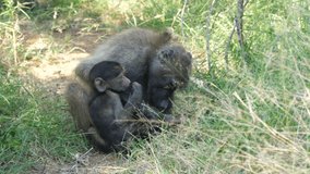 wild monkey with baby in the kruger national park south africa