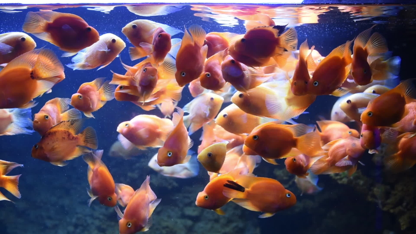 Aaulonocara and astronotus ocellatus albino. Underwater video of the aquarium of sea fishes. Colorful environment. | Shutterstock HD Video #1070727673