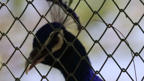 Indian peafowl in cage 120fps slow motion