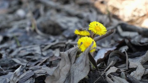 A fly collecting nectar on a spring yellow coltsfoot flower growing in the forest after the snow has melted. Insects in early spring