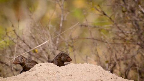 Common dwarf mongoose in alert in termite mound in Kruger National park, South Africa ; Specie Helogale parvula family of Herpestidae
