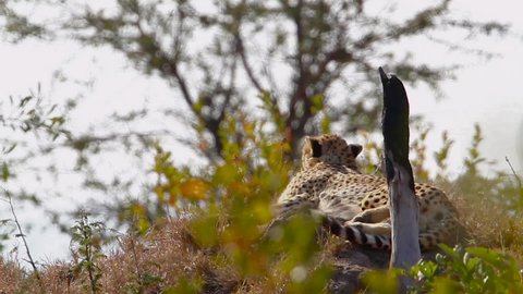 Cheetah lying down on termite mound in Kruger National park, South Africa ; Specie Acinonyx jubatus family of Felidae