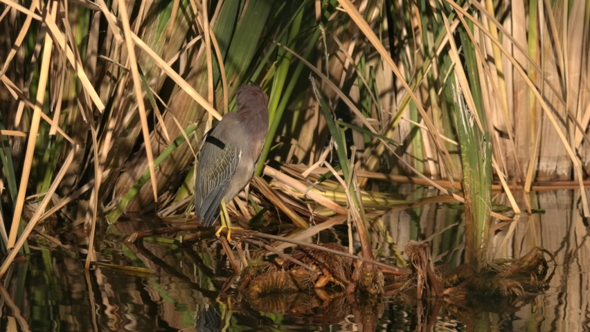 Green Heron Standing Looking Around in Arizona Wetland Marsh Pond