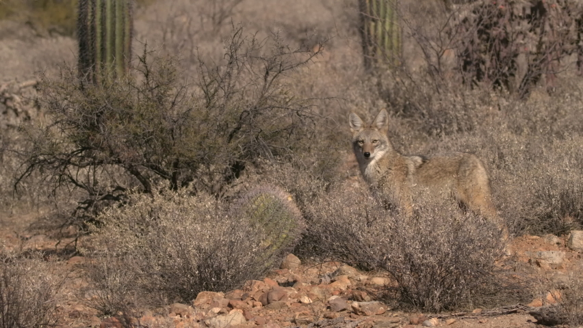 North American Coyote Canis latrans Looking At Camera Walking Royalty-Free Stock Footage #1070753131