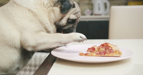 Funny hungry pug dog want to get pizza. Get it from table by paw. Dog stealing food from the table while the owner is away. Dog bad behavior. Drooling from the desire to eat. Funny bad greedy pug dog