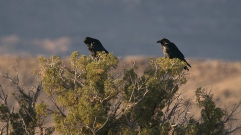 Raven Pair Ravens Perched on Juniper Cedar Bush in Desert Looking Around