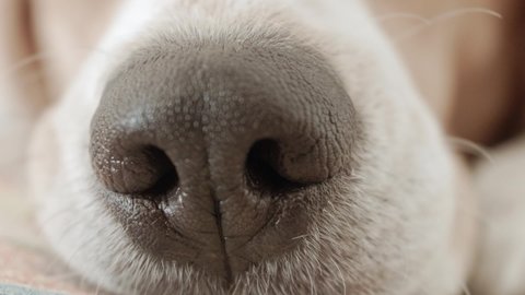 why do dogs have textured noses