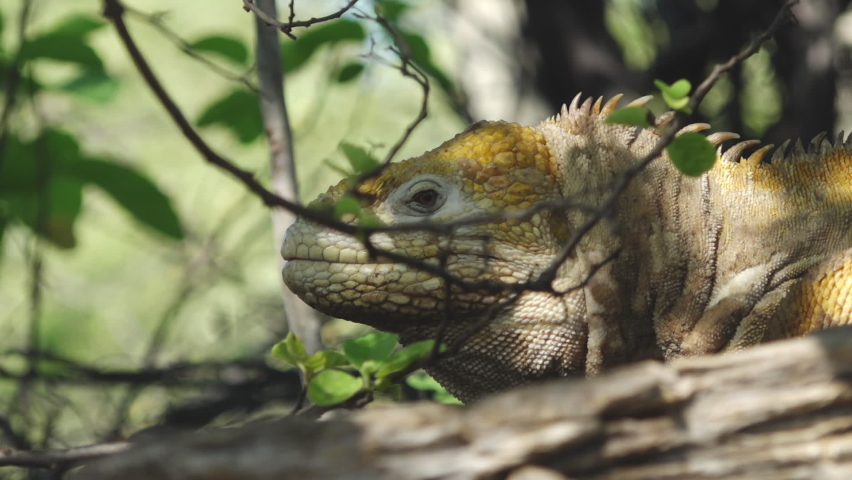 Yellow Land Iguana with Spiky Spines Resting in the Shade on Isabela Island, Galapagos