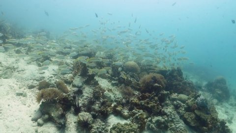Yellowtail Snapper School Swims Moves Over Coral Reef Ecosystem Edge