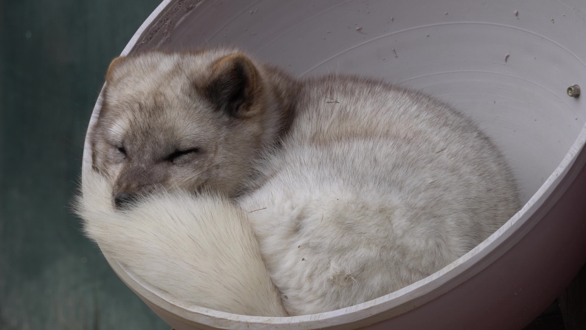 Beautiful white Arctic Fox sleeping
