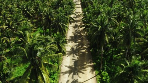Outstanding straight road among thick palm trees and a person riding a moped. Siargao Island, Philippines. Aerial reveal of forested mountain, 4k