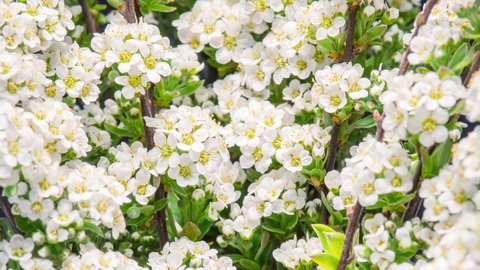 4K Time Lapse of white flowers on blooming shrub of Spiraea arguta. Time-lapse spring flowering bush with flowers and green leaves, beautiful background. Branch bush springtime.