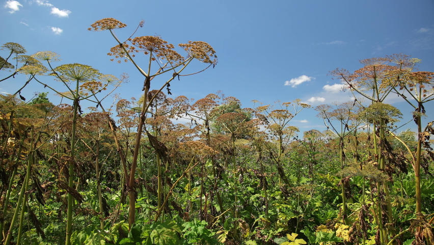 Hogweed Stock Video Footage - 4K and HD Video Clips | Shutterstock