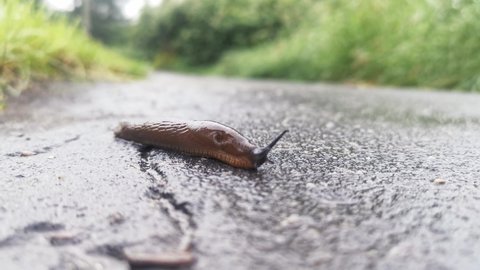 Snail Crawling on the Wet Ground. slug sliding foot on asphalt in city park during rain. Snail moving tentacle with eyes. Creatures in city.