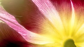 Petals of tulips close-up with sunlight and sunbeams. 16x9 4K raw video high quality. ProRes 422 HQ.
