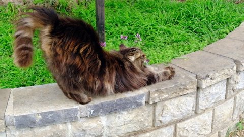 Long haired tabby cat is stretching  at garden in slow motion