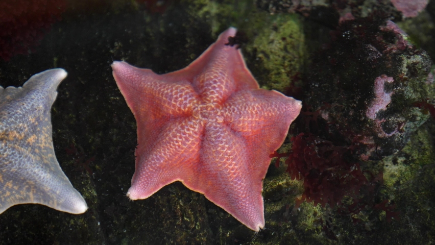 This video shows an anonymous hand touching a Bat Star (Asterina miniata) red star fish under water