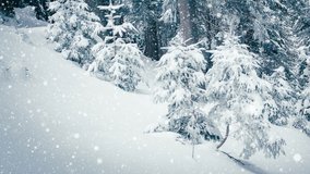 Beautiful fluffy snow on tree branches. Snow falls beautifully from the spruce branches. Winter fairy tale, trees in snow captivity. Snowing winter footage video
