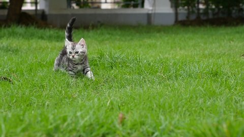 Cute American Shorthair Kitten Playung In The Garden