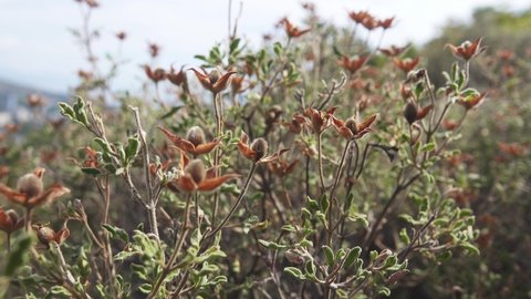 Rockrose (Cistus tauricus, endemic plant) - evergreen shrub, pubescent leaves, subtropical flora. Fruiting in August. Distilling into frankincense oil, sweet-smelling resin labdanum, perfume. Crimea