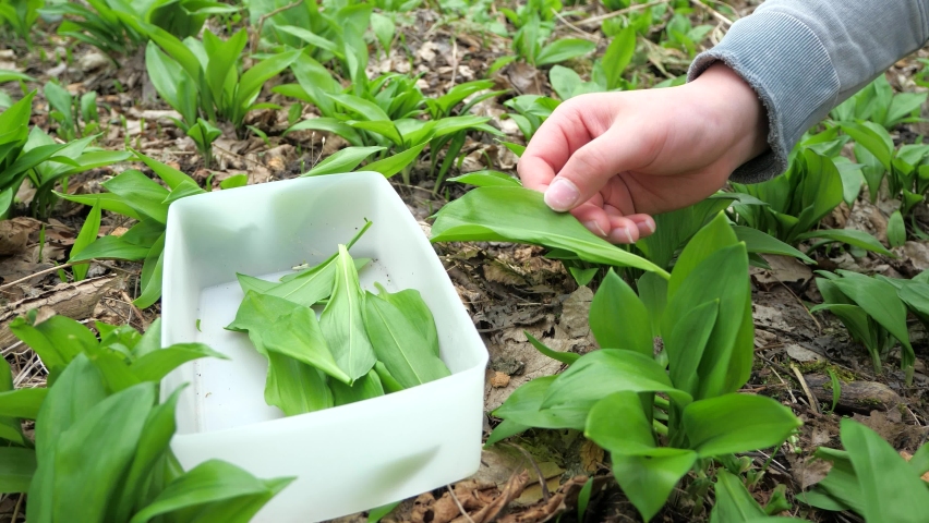 Female hands holding wild garlic leaves. Pluck fresh bear garlic and colect it in plastic box. Raw healthy food concept
