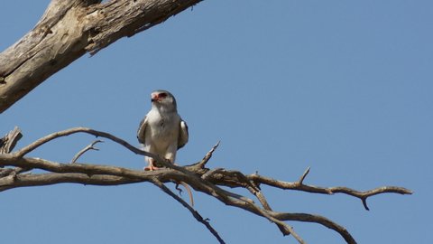 Wide shot of an female Pygmy Falcon feeding on a lizard while sitting on a dead branch before she tries to give the prey to her chick who drops the prey to the ground.