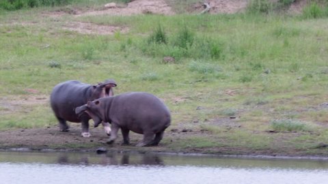 Large African hippo chases smaller hippo into the water, Kruger NP