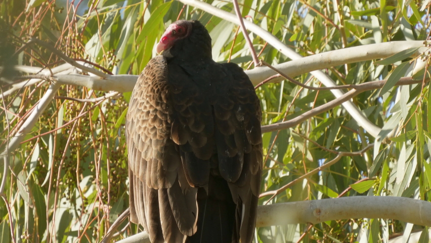 close ugly turkey vulture perched on Stock Footage Video (100% Royalty ...