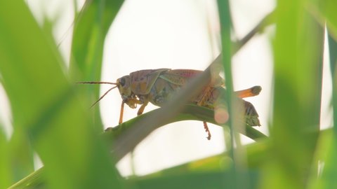 backlit grasshopper resting on sawgrass leaves