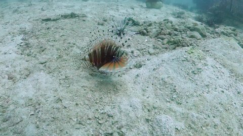 Mombasa Lionfish Swims Slow Over Sandy Bottom with Spine Fins Extended