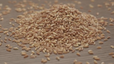 Wheat spelt grain,
organic agriculture. Whole grains, spelled