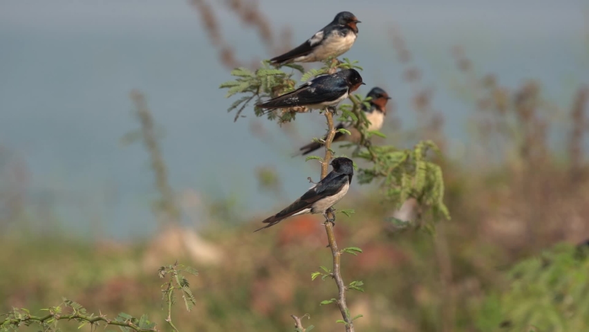 Barn Swallows sitting on a branch