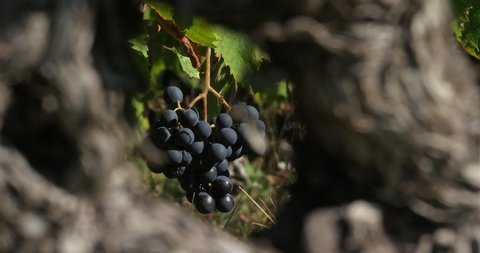 vineyards, Pic saint Loup, Claret, Occitanie, France