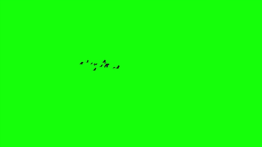 Flock of Birds - Black Ravens - Transition V - Green Screen - 4K UHD | Shutterstock HD Video #1070798068