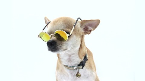 Dog In Sunglasses on isolated white
