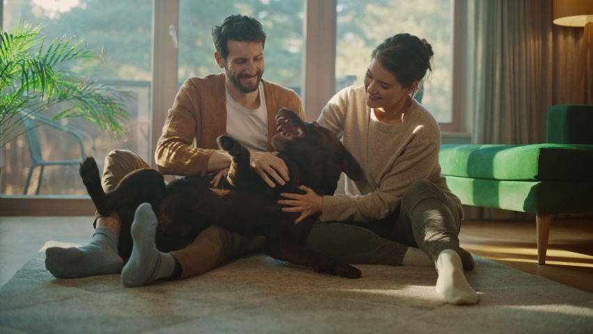 At Home: Happy Couple Play with Their Dog, Gorgeous Brown Labrador Retriever. Boyfriend and Girlfriend Tease, Pet and Scratch Super Happy Doggy, Have Fun in the Stylish Living Room. Slow Motion | Shutterstock HD Video #1070800993
