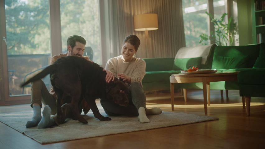 At Home: Happy Couple Play with Their Dog, Gorgeous Brown Labrador Retriever. Boyfriend and Girlfriend Tease, Pet and Scratch Super Happy Doggy, Have Fun in the Stylish Living Room Royalty-Free Stock Footage #1070800999